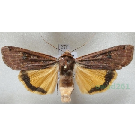 Noctua pronuba (Linnaeus, 1758) Rolnica tasiemka Czech27f